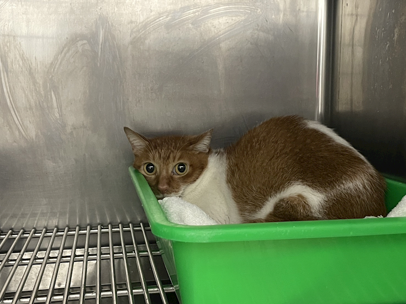 臺北市動物之家,編號:436994, 混種貓                 