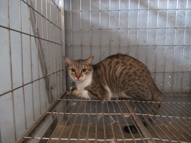 新竹市動物保護教育園區,編號:441418, 混種貓                 