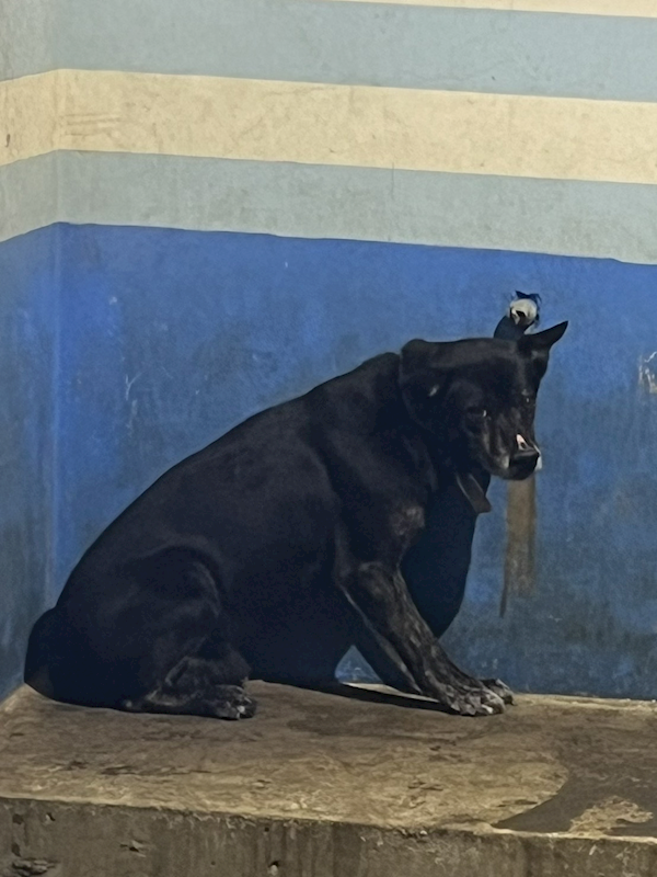 苗栗縣動物保護教育園區,編號:441416, 混種犬          