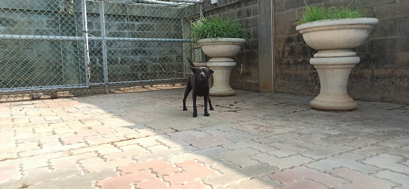 金門縣動物收容中心,編號:441406, 混種犬          