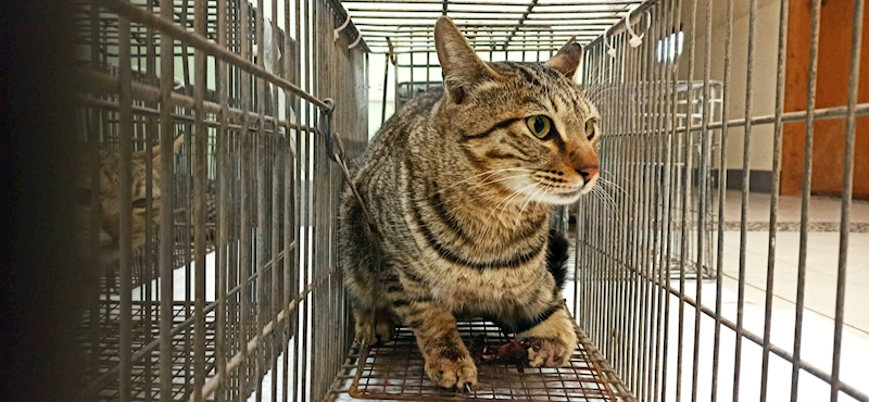 金門縣動物收容中心,編號:441405, 混種貓                 