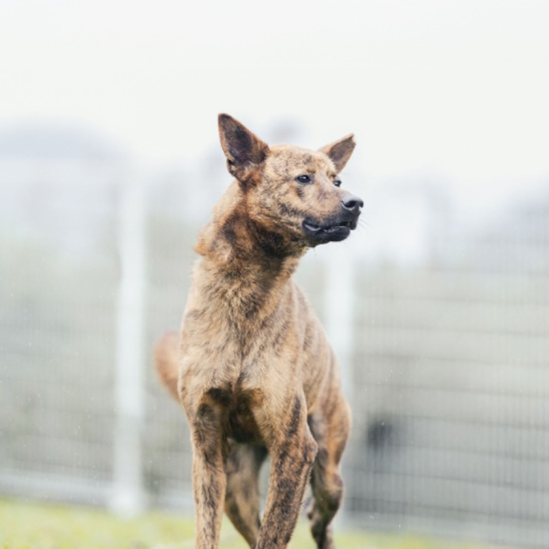 新北市瑞芳區公立動物之家,編號:366320, 混種犬          