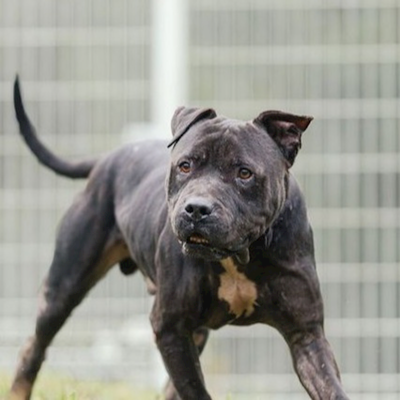 新北市瑞芳區公立動物之家,編號:370617, 比特犬