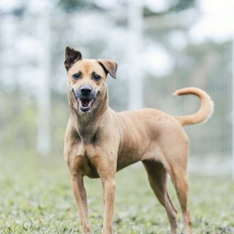 新北市瑞芳區公立動物之家,編號:384556, 混種犬          