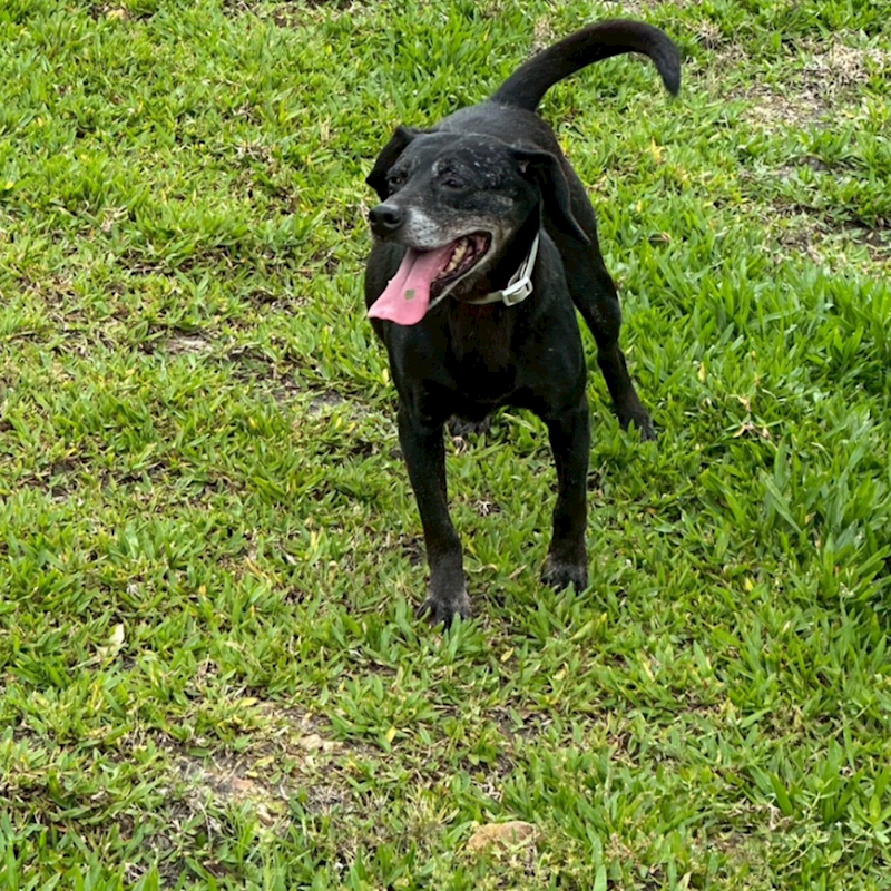 新北市瑞芳區公立動物之家,編號:404901, 混種犬          