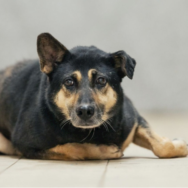 新北市瑞芳區公立動物之家,編號:433389, 混種犬          