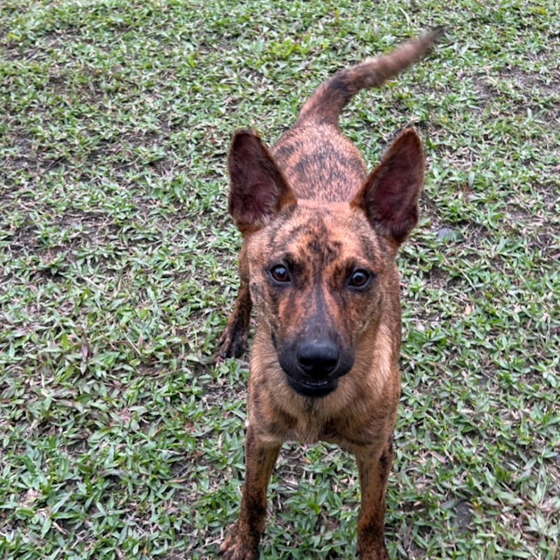 新北市瑞芳區公立動物之家,編號:436347, 混種犬          