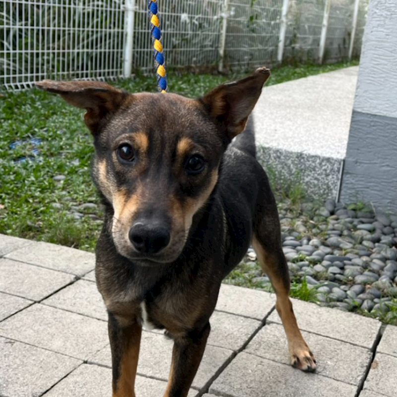 新北市瑞芳區公立動物之家,編號:436349, 混種犬          