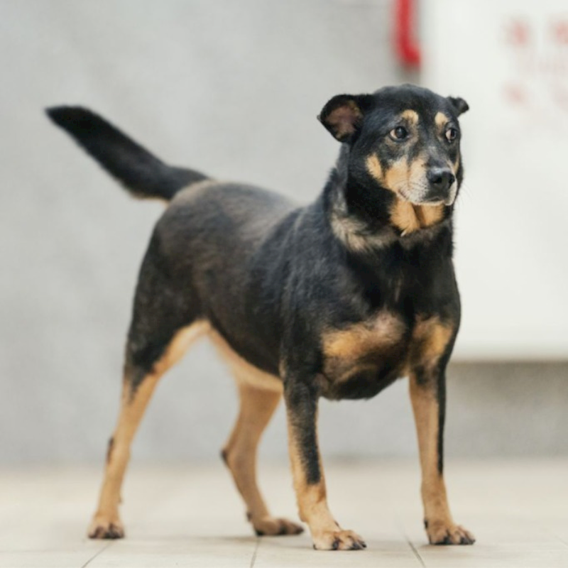 新北市瑞芳區公立動物之家,編號:433390, 混種犬          