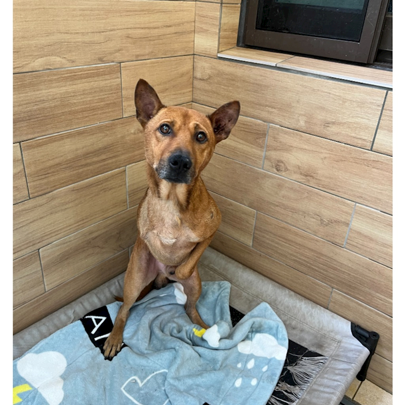 新北市瑞芳區公立動物之家,編號:438101, 混種犬          
