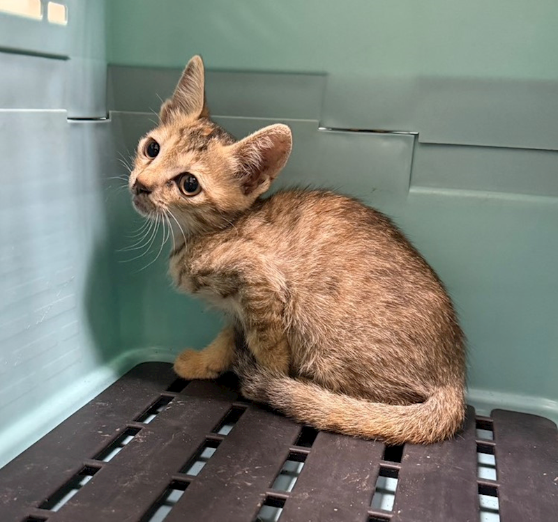 嘉義市動物保護教育園區,編號:424536, 混種貓                 