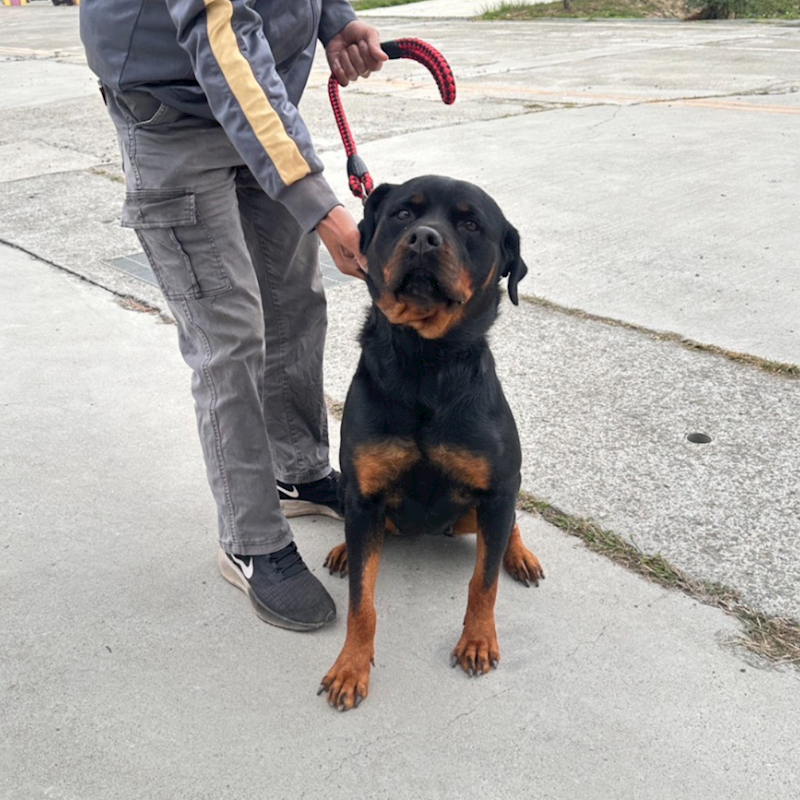 苗栗縣動物保護教育園區,編號:436804, 洛威納犬(羅威那犬)