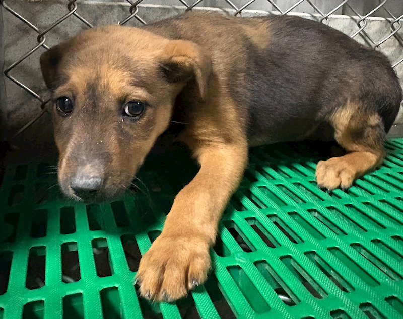 臺東縣動物收容中心,編號:441568, 混種犬          