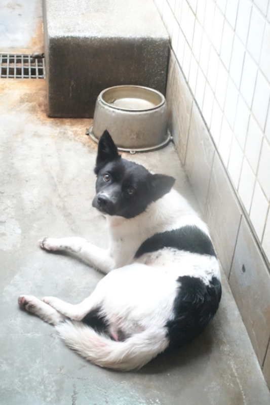 宜蘭縣流浪動物中途之家,編號:441333, 混種犬          