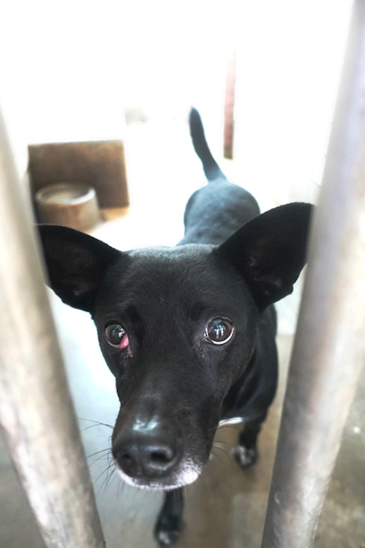 宜蘭縣流浪動物中途之家,編號:441331, 混種犬          