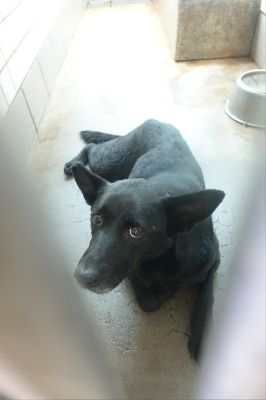 宜蘭縣流浪動物中途之家,編號:441330, 混種犬          