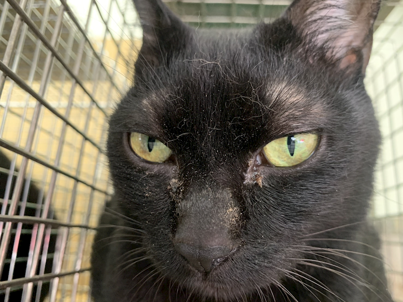 臺北市動物之家,編號:418977, 混種貓                 