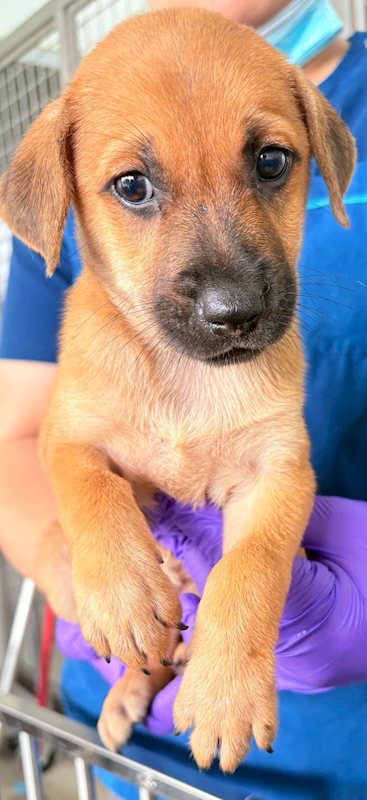 花蓮縣狗貓躍動園區,編號:430544, 混種犬          
