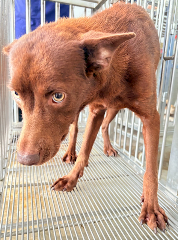 花蓮縣狗貓躍動園區,編號:432597, 混種犬          