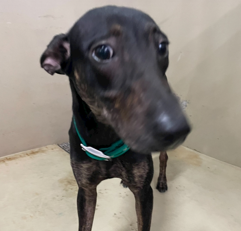 嘉義市動物保護教育園區,編號:434780, 混種犬          