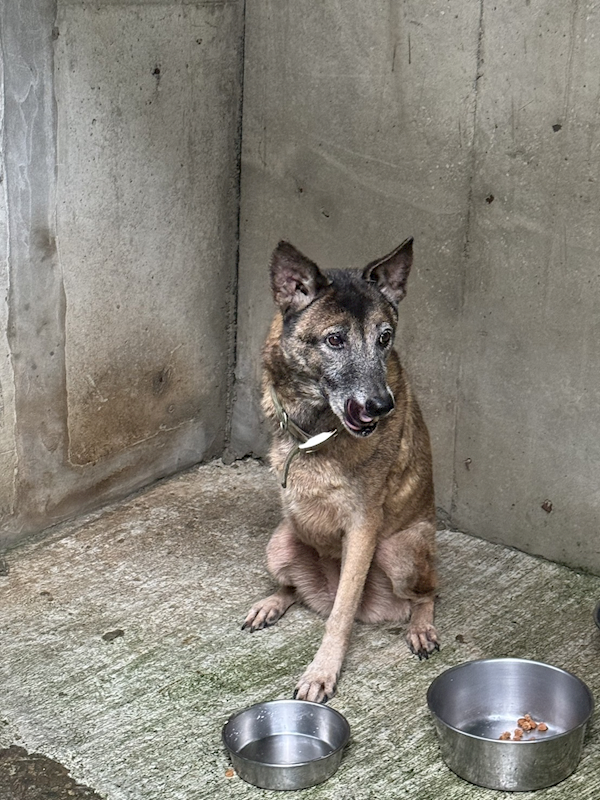 新北市淡水區公立動物之家,編號:377053, 混種犬          