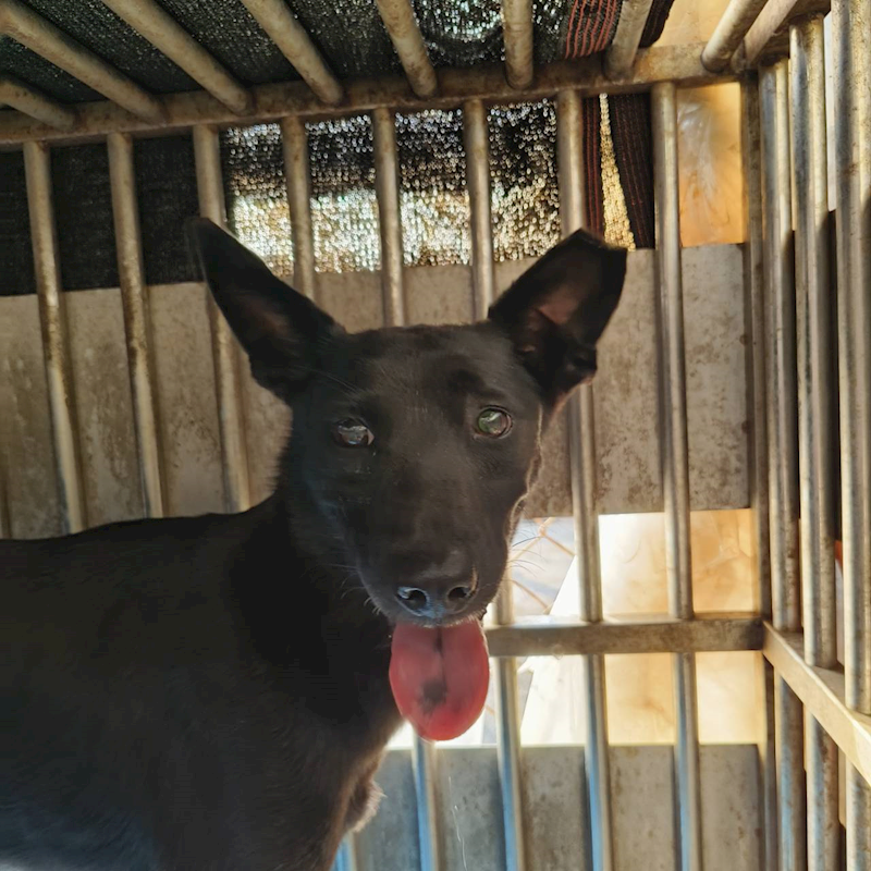 新北市淡水區公立動物之家,編號:422617, 混種犬          