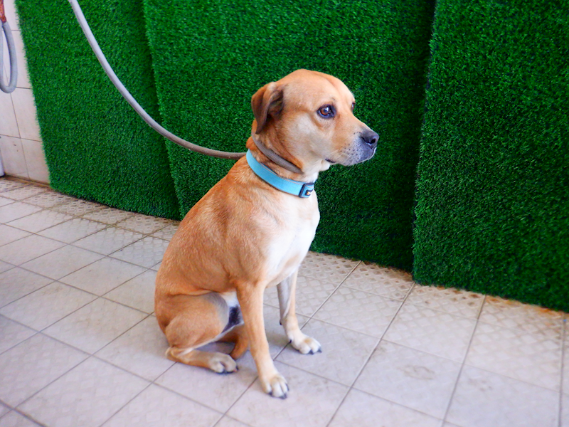 南投縣公立動物收容所,編號:439516, 混種犬          