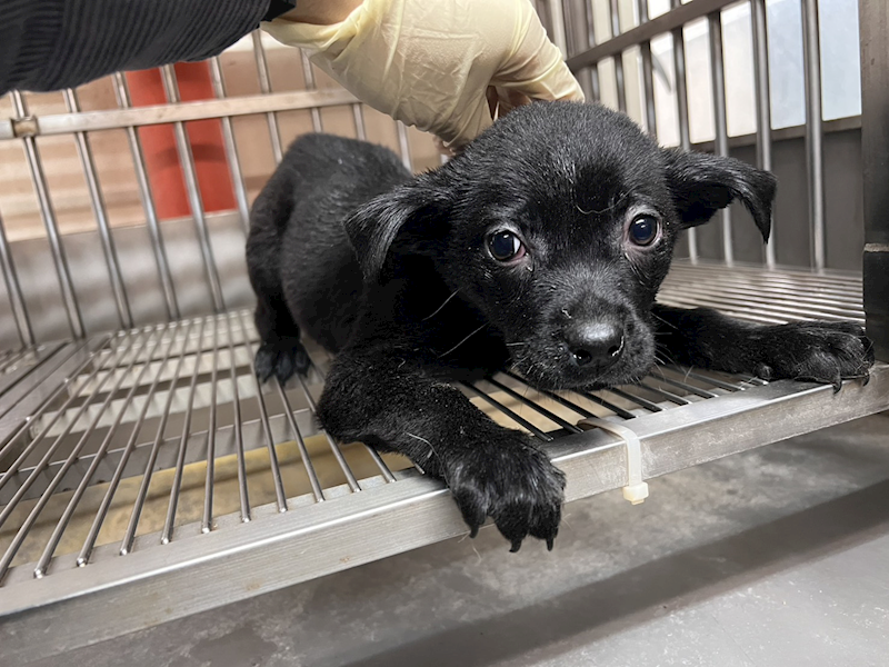 桃園市動物保護教育園區,編號:439099, 混種犬          