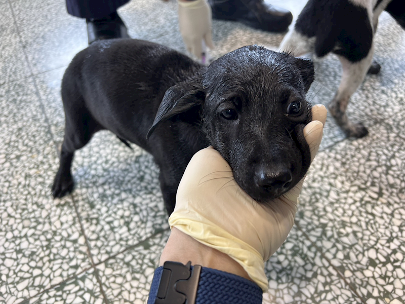 桃園市動物保護教育園區,編號:439332, 混種犬          