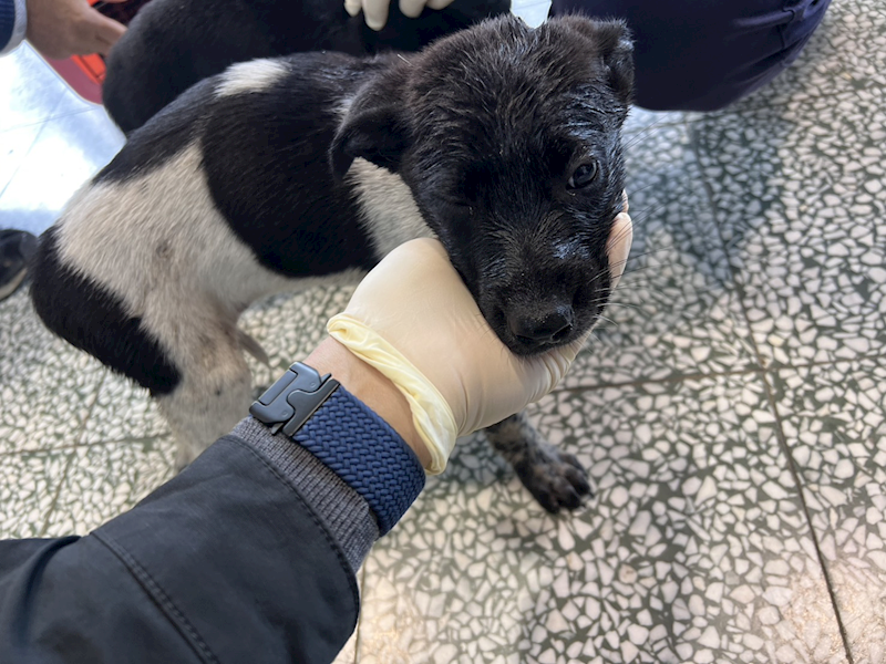 桃園市動物保護教育園區,編號:439331, 混種犬          