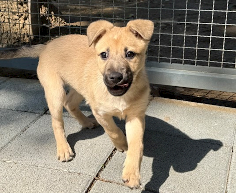 桃園市動物保護教育園區,編號:441607, 混種犬          