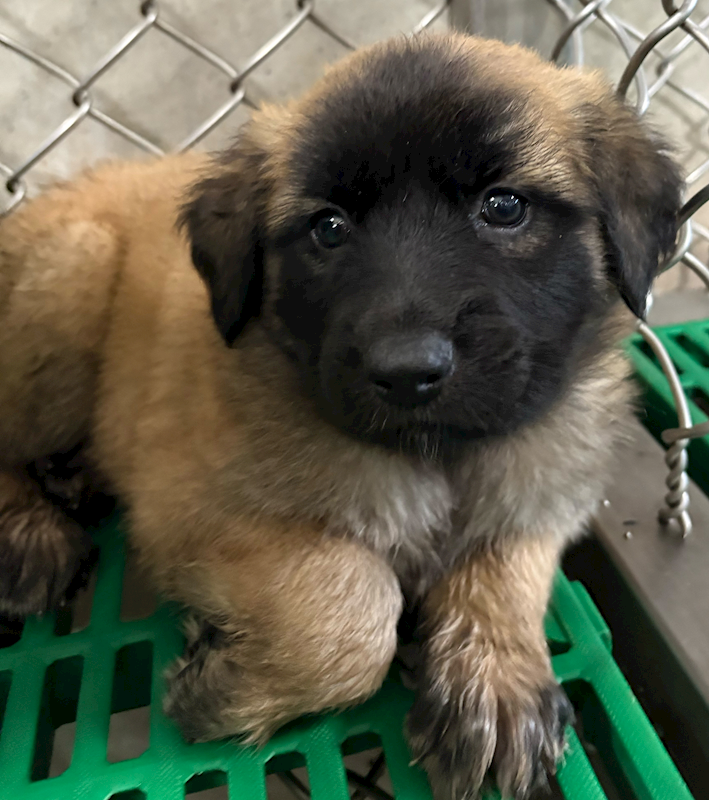 臺東縣動物收容中心,編號:440110, 混種犬          