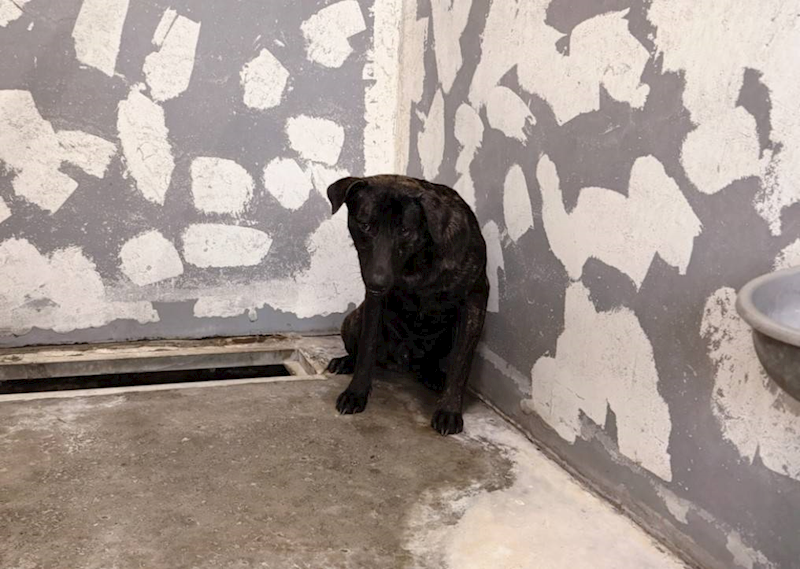 新竹市動物保護教育園區,編號:441659, 混種犬          