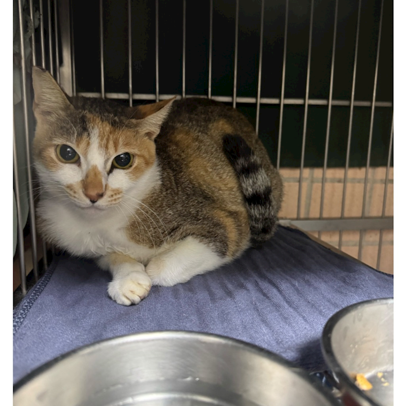 新北市淡水區公立動物之家,編號:418110, 混種貓                 