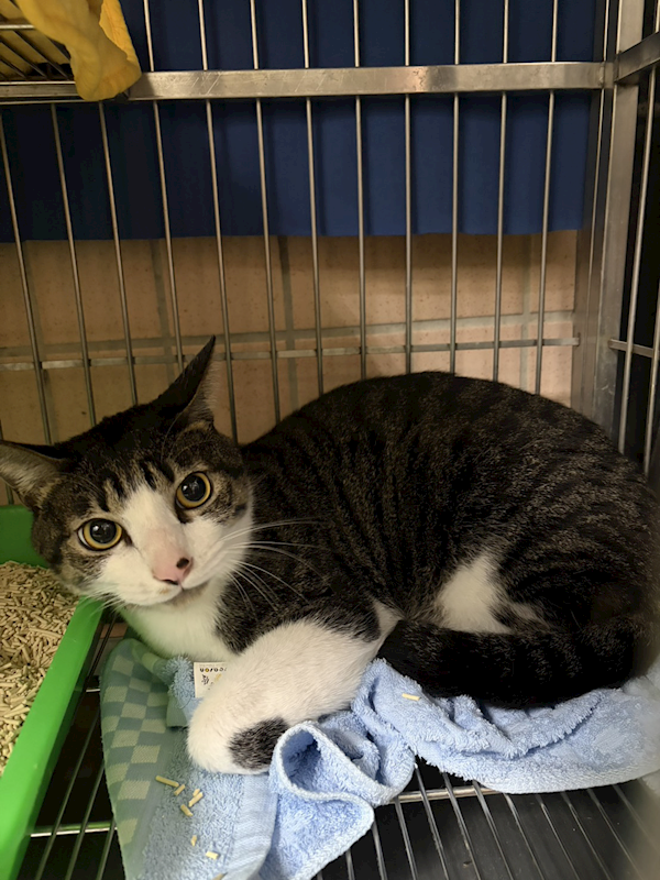 新北市淡水區公立動物之家,編號:440243, 混種貓                 