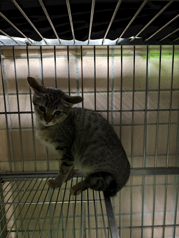 新北市淡水區公立動物之家,編號:426530, 混種貓                 