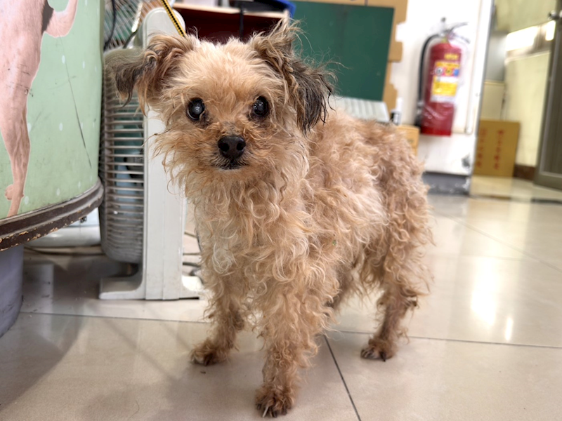 高雄市壽山動物保護教育園區,編號:441654, 混種犬          