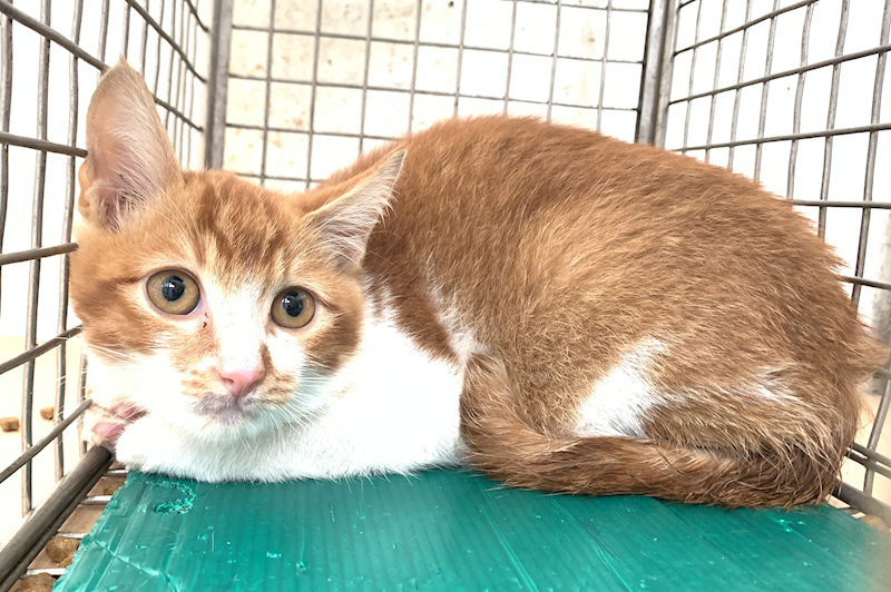 臺北市動物之家,編號:436373, 混種貓                 