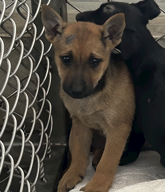 臺東縣動物收容中心,編號:441639, 混種犬          