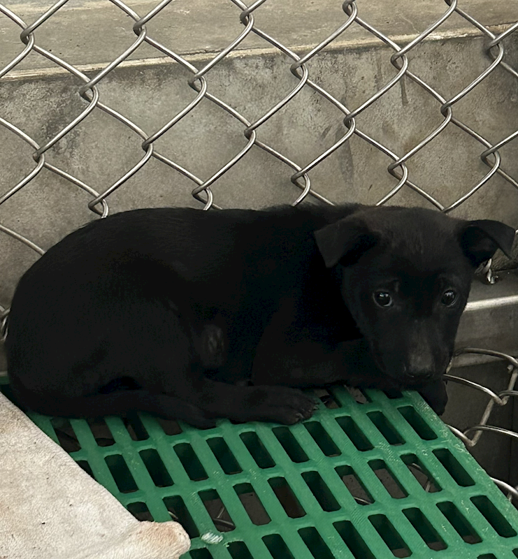 臺東縣動物收容中心,編號:441643, 混種犬          