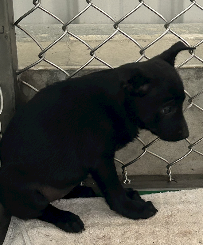 臺東縣動物收容中心,編號:441642, 混種犬          