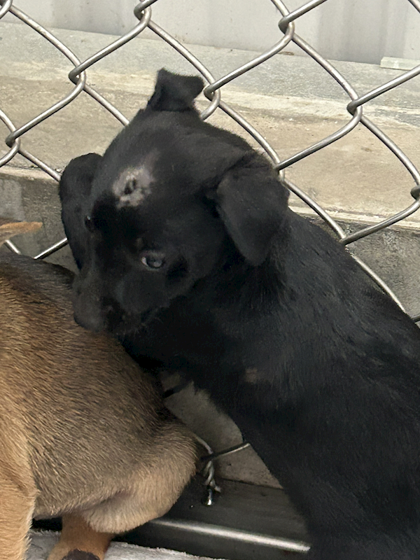 臺東縣動物收容中心,編號:441640, 混種犬          