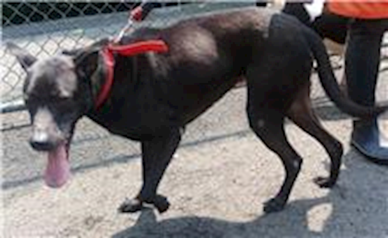 臺北市動物之家,編號:31233, 混種犬          