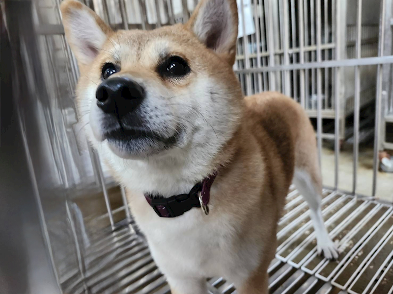 新北市板橋區公立動物之家,編號:439175, 柴犬                  