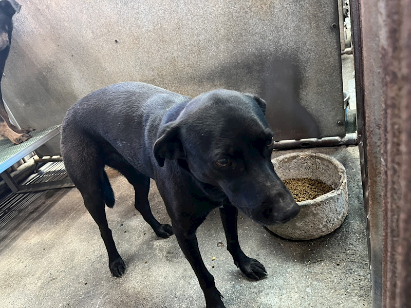 彰化縣流浪狗中途之家,編號:440883, 混種犬          