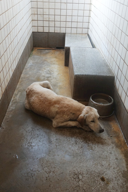 宜蘭縣流浪動物中途之家,編號:441593, 混種犬          