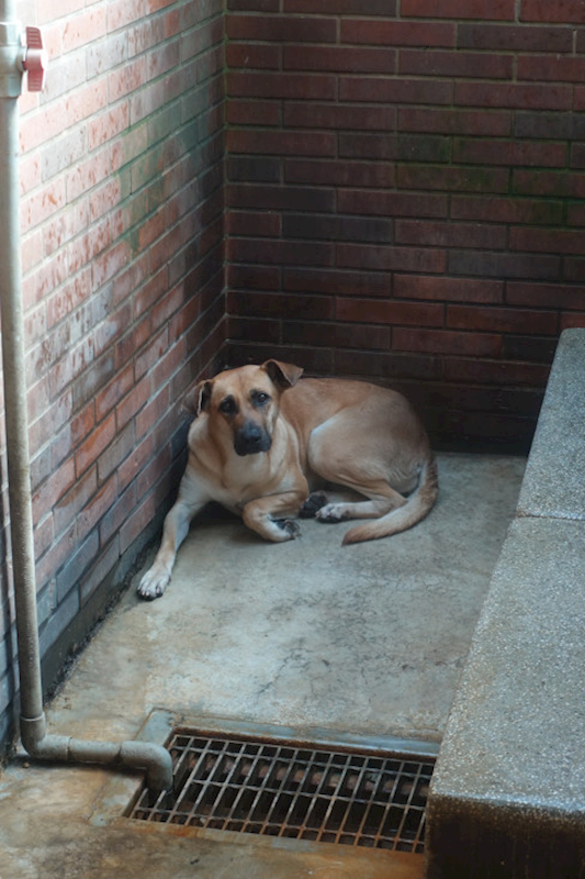 宜蘭縣流浪動物中途之家,編號:441591, 混種犬          