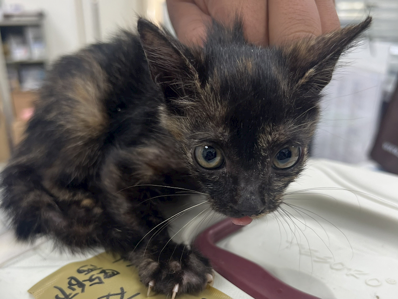 桃園市動物保護教育園區,編號:432571, 混種貓                 