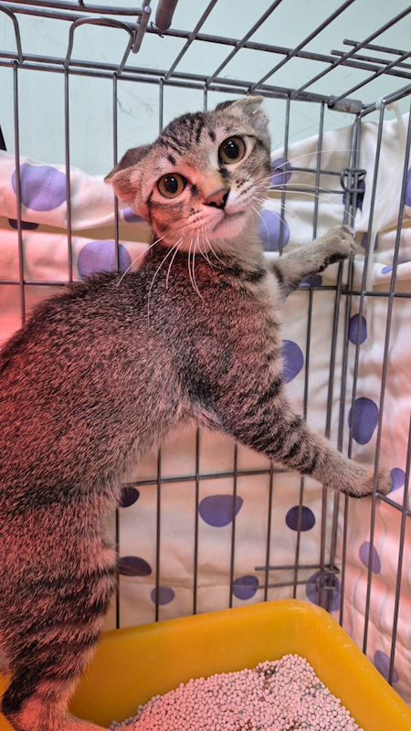 新北市八里區公立動物之家,編號:441634, 混種貓                 