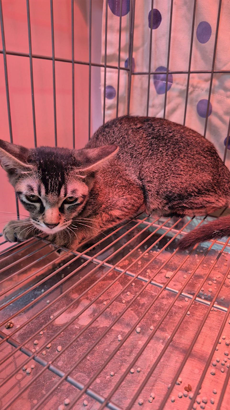 新北市八里區公立動物之家,編號:441632, 混種貓                 